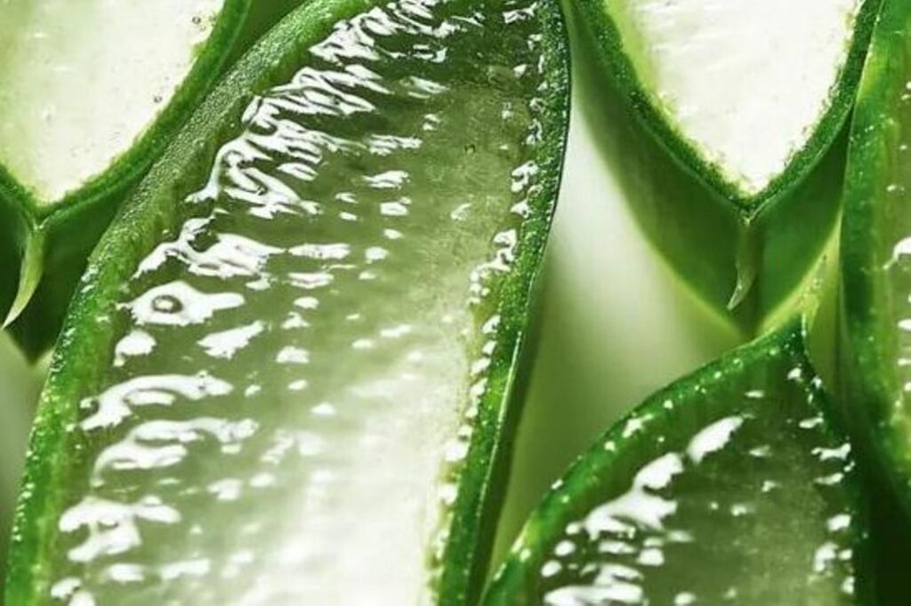 Aloe vera gel that contains amino acids