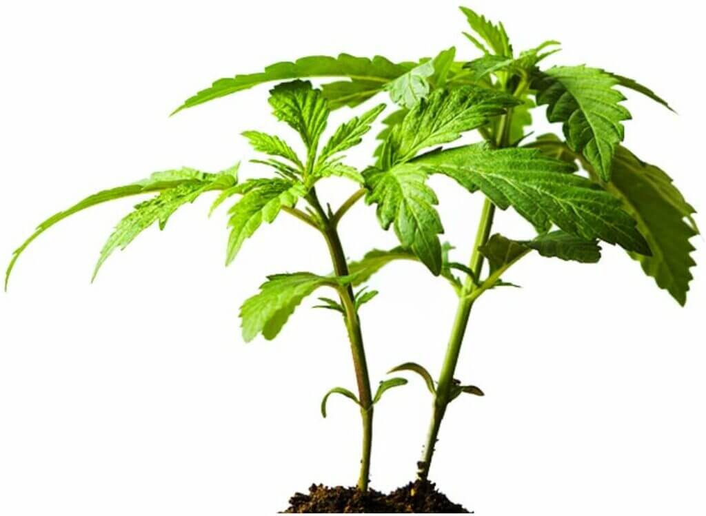 Cannabis plant