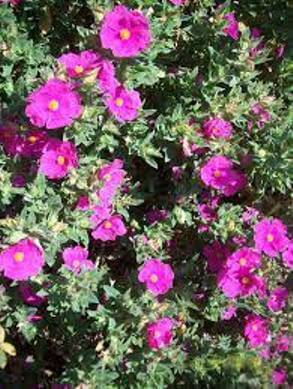 Cistus Incanus flower