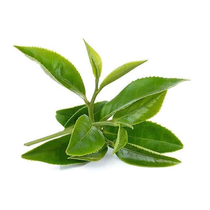 Listy zeleného čaju podporujú odbúravanie tukov