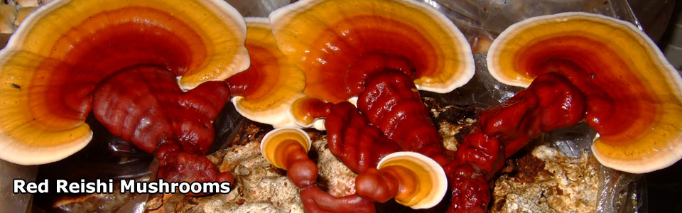 Red-Reishi-mushrom